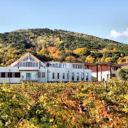Ein weisses Gebäude mit Glasfenstern steht inmitten eines Weinbergs unter einem blauen Himmel mit einem Berg, der in Herbstlaub bedeckt ist, im Hintergrund.