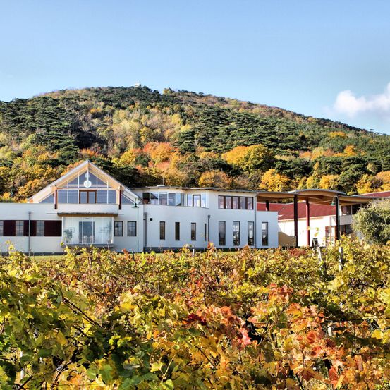 Ein weisses Gebäude mit Glasfenstern steht inmitten eines Weinbergs unter einem blauen Himmel mit einem Berg, der in Herbstlaub bedeckt ist, im Hintergrund.