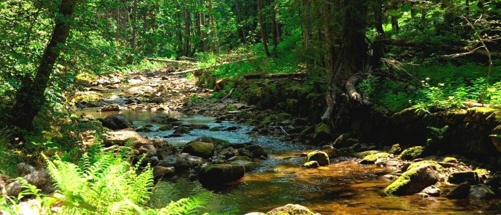 Bild enthält, Nature, Outdoors, Rainforest, Vegetation, Stream, Water, Green, Jungle, Creek, Wilderness