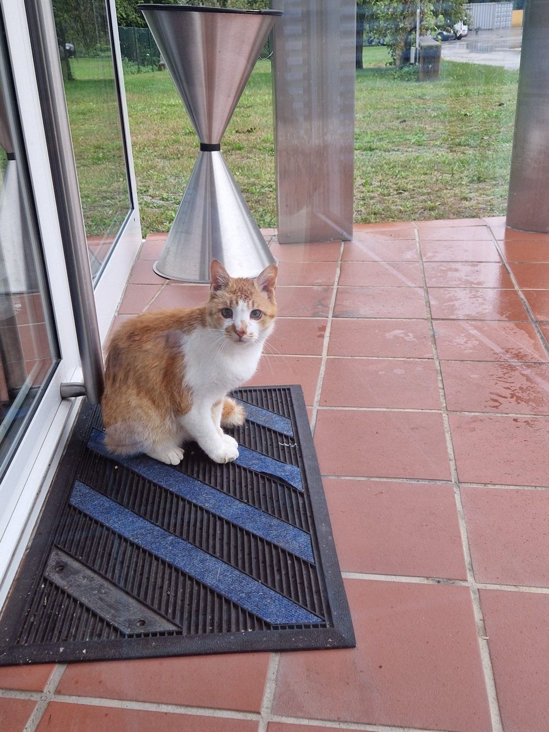 Bild enthält, Floor, Flooring, Potted Plant, Cat, Shelter, Slate, Path, Door, Walkway, Porch