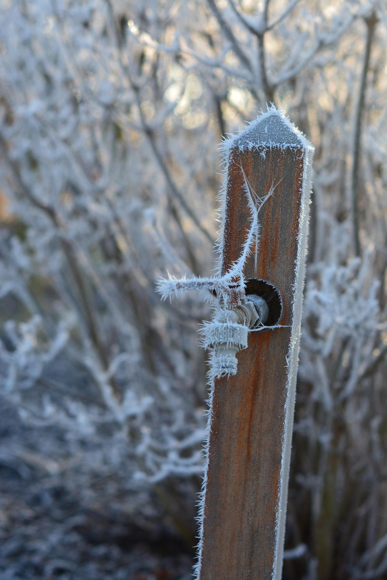 Ein Nahaufnahme eines vereisten Holzpfostens mit einem Loch in der Mitte. Der Hintergrund ist unscharf mit Pflanzen, die mit Frost bedeckt sind.