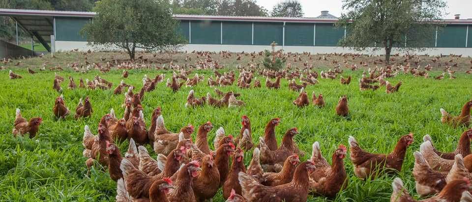 Bild enthält, Animal, Bird, Chicken, Fowl, Poultry, Hen