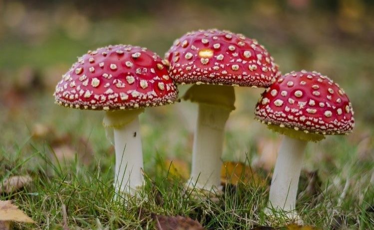 Drei rote Pilze mit weißen Flecken auf ihren Kappen wachsen auf einem Grasfeld. Der Hintergrund ist unscharf.