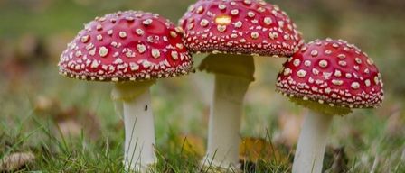 Drei rote Pilze mit weißen Flecken auf ihren Kappen wachsen auf einem Grasfeld. Der Hintergrund ist unscharf.