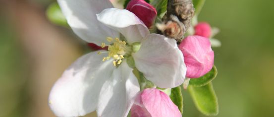 Eine Nahaufnahme einer weißen Apfelblüte mit rosa Blütenblättern und gelben Staubblättern. Die Blüte ist an einem dünnen Zweig befestigt.