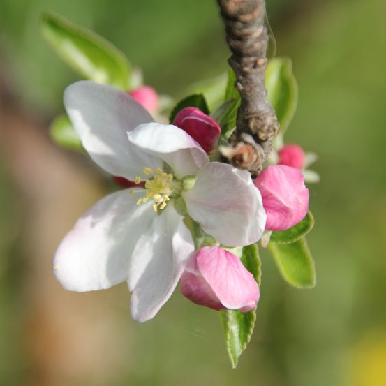 Ein Nahaufnahme einer weißen Apfelblüte mit rosa Knospen auf einem Ast, umgeben von grünen Blättern, mit einem verschwommenen Hintergrund.