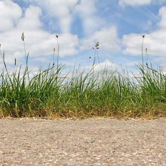 Ein Feld mit grünem Gras, einigen Pflanzen und einem klaren blauen Himmel mit Wolken. Das Gras ist hoch und hat einige gelbe Stellen.