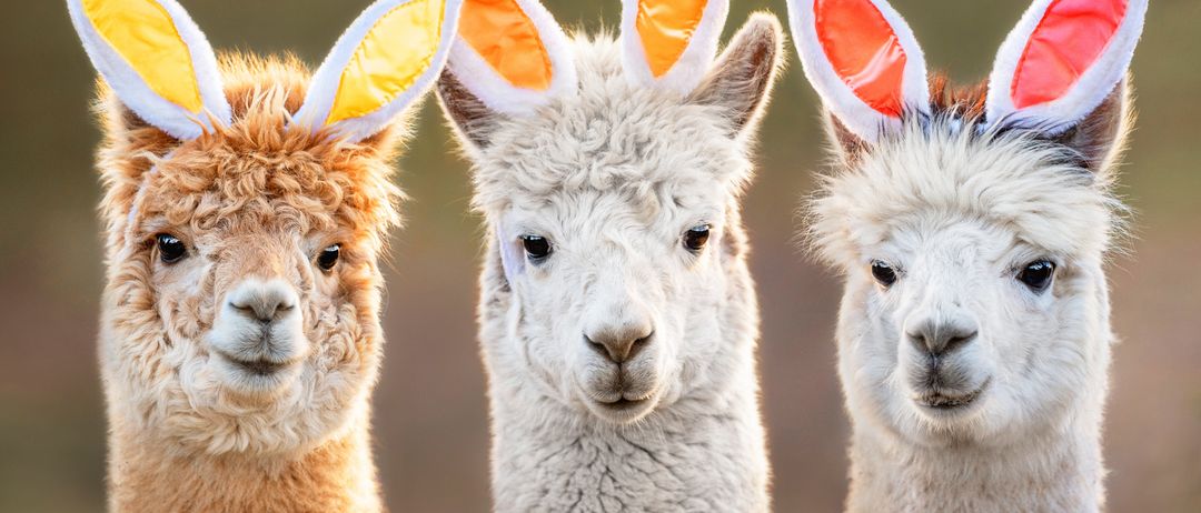 Three alpacas with bunny ears. One is brown, another white, and the third is also white. They are standing side by side.