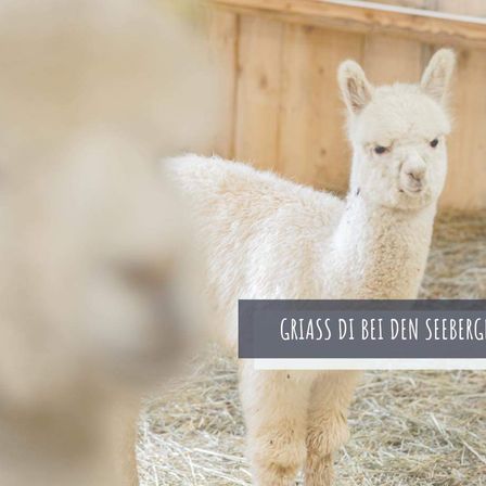 Bild enthält, Animal, Llama, Mammal, Canine, Dog, Pet