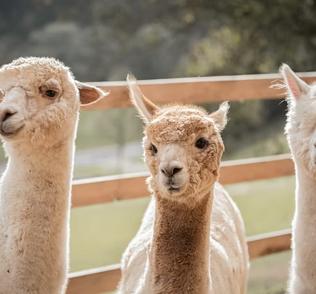 Bild enthält, Animal, Mammal, Livestock, Sheep, Llama, Kangaroo