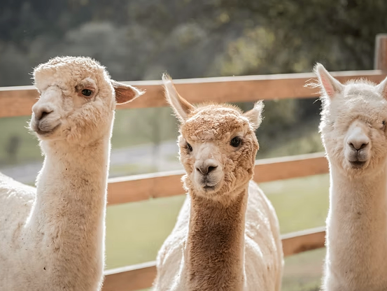 Bild enthält, Animal, Mammal, Livestock, Sheep, Llama, Kangaroo