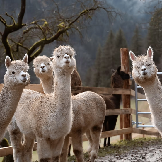 Bild enthält, Animal, Mammal, Llama, Livestock, Sheep, Horse