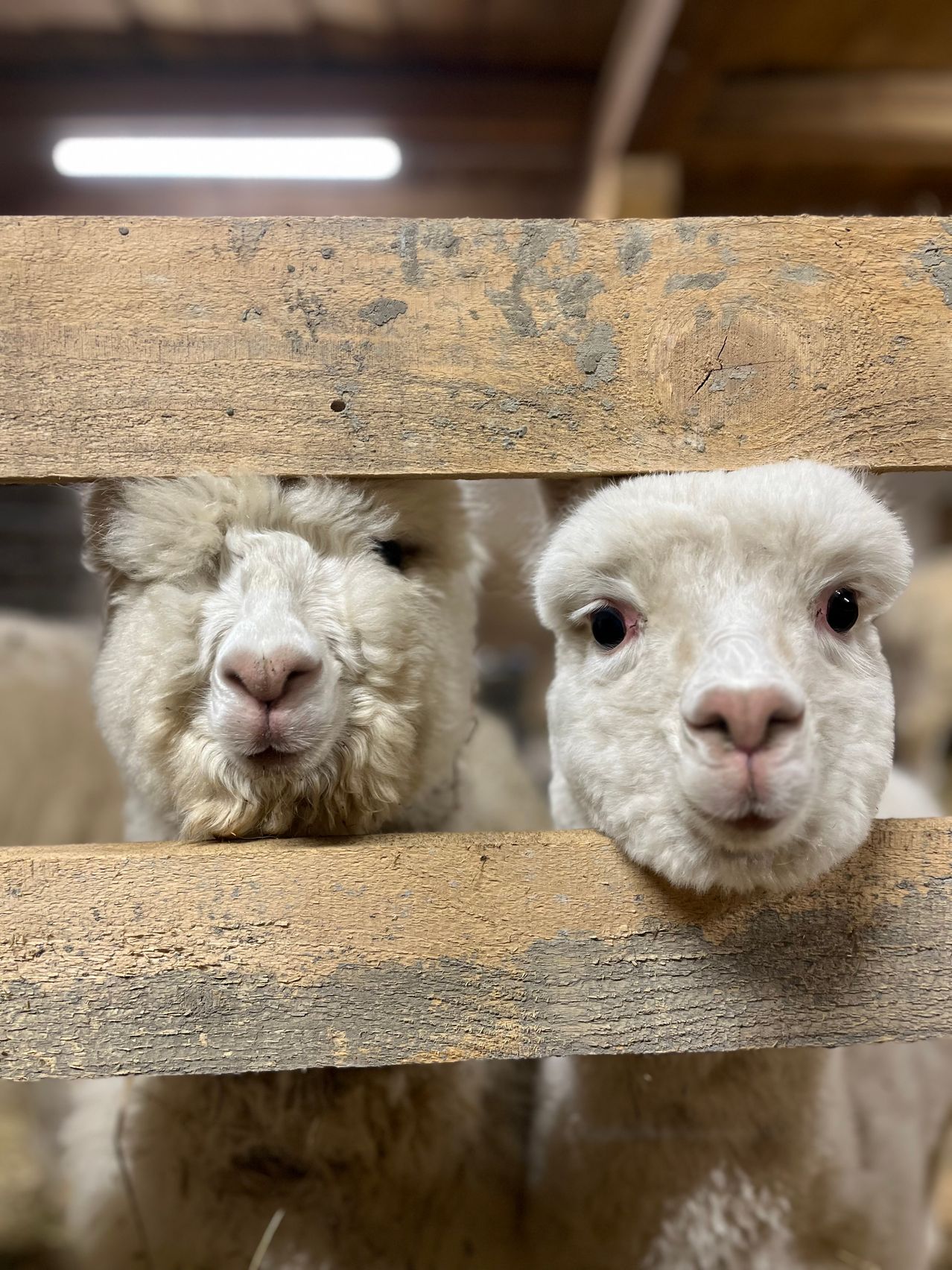 Zwei weiße Alpakas schauen durch einen Holzzaun. Beide haben weiches Fell und sanfte Ausdrücke. Der auf der linken Seite hat einen volleren Bart.