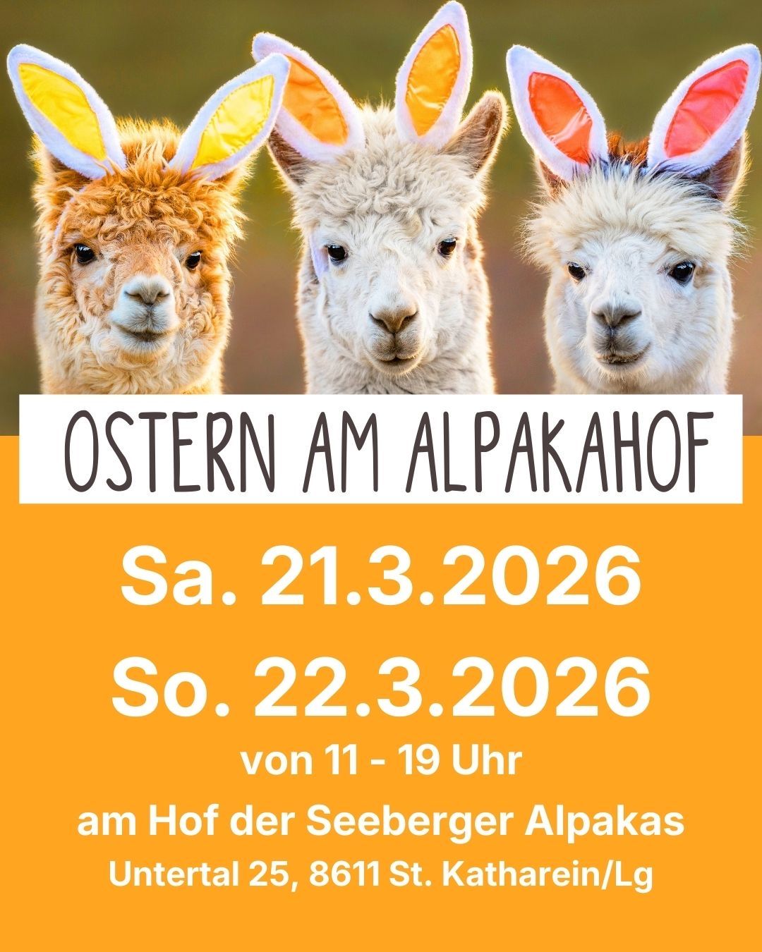 Three alpacas wearing bunny ears on a poster advertising an Easter event at an alpaca farm, open on March 21 and 22, 2026, from 11 AM to 7 PM.