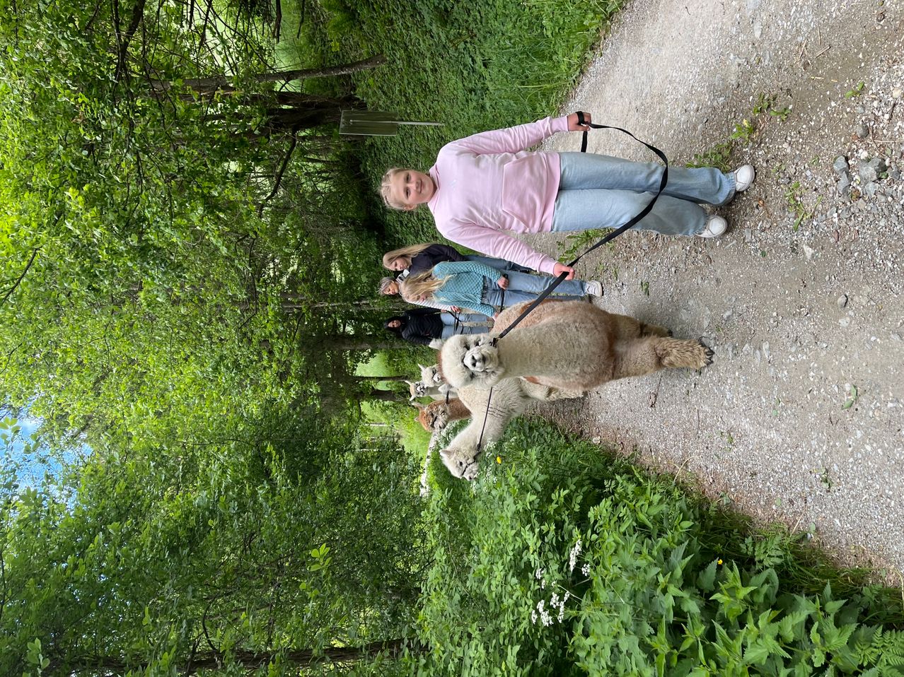 A woman walks an alpaca on a leash on a gravel path in a forest with several people and other alpacas in the background.