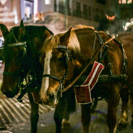 Adult, Male, Man, Person, Wheel, Horse, Carriage, City, Wagon, Urban