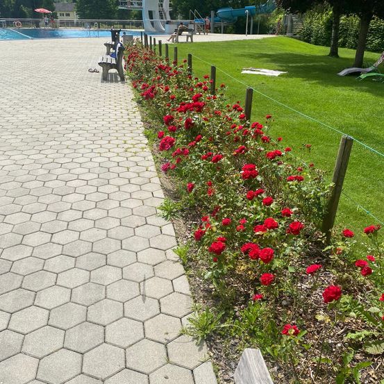 Grass, Nature, Outdoors, Park, Scenery, Garden, Path, Vegetation, Rose, Person