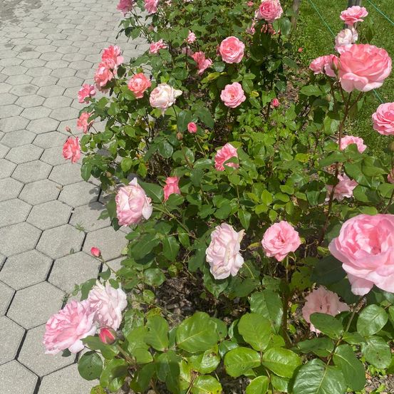 Flower, Petal, Rose, Geranium, Potted Plant, Path, Walkway, Herbal, Vegetation, Leaf