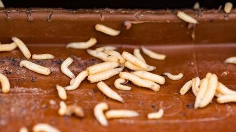 Nahaufnahme von zahlreichen kleinen, weißen, segmentierten Larven, die auf einer braunen Oberfläche verteilt sind, möglicherweise einem Holzbrett.