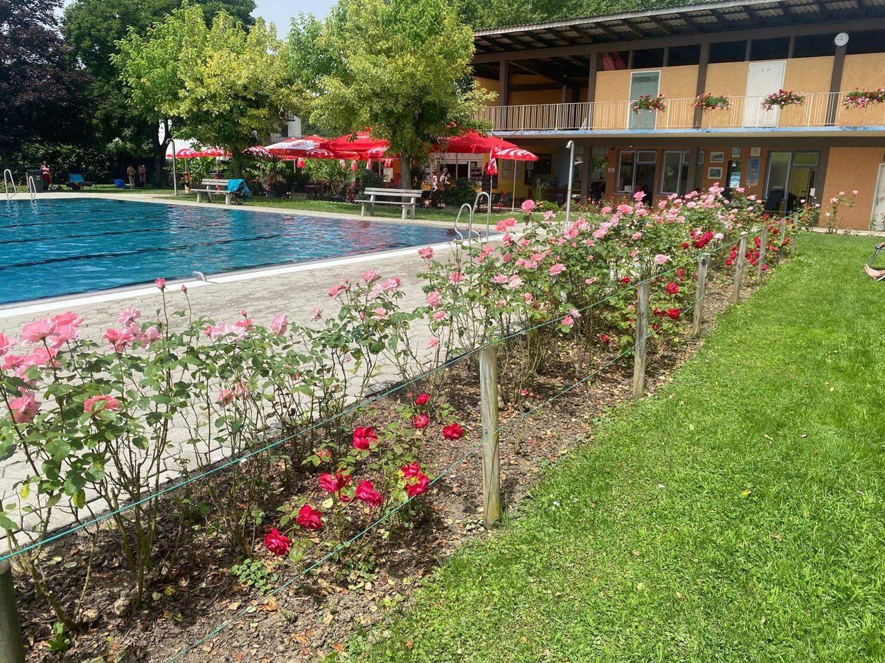 Ein gut gepflegter Außenpool, umgeben von einem üppigen Garten mit leuchtend pinken und roten Rosen. Der Pool ist von einem Holzzaun begrenzt, und in der Nähe befinden sich rote Sonnenschirme und Bänke. Im Hintergrund ist ein Gebäude mit Balkonen und Topfpflanzen zu sehen.