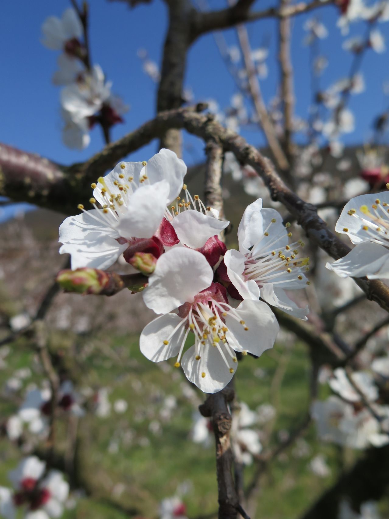 Bild enthält, Plant, Pollen, Flower, Cherry Blossom, Petal
