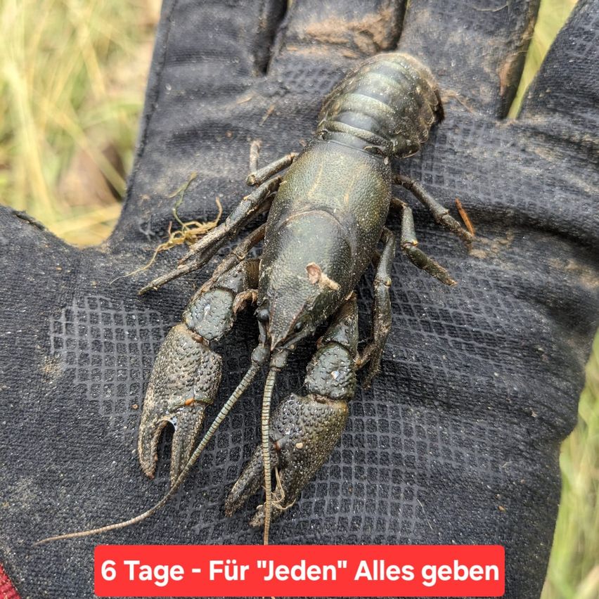 Bild enthält, Food, Seafood, Animal, Crawdad, Invertebrate, Sea Life, Insect
