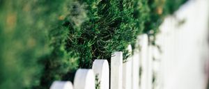 A white picket fence borders a lush green hedge, with soft focus in the background.