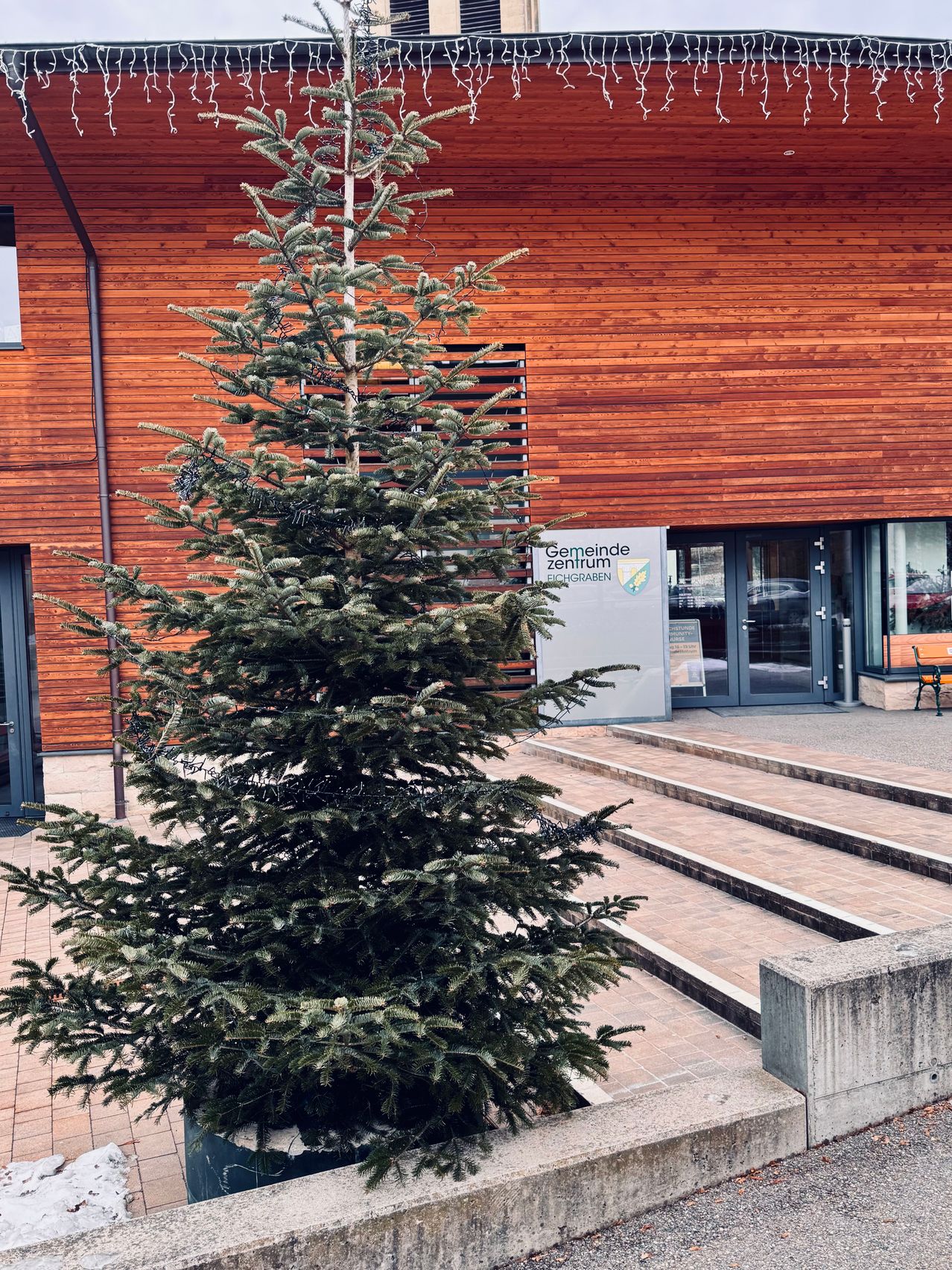 Ein großer immergrüner Baum steht vor dem Gemeindezentrum Eichgraben. Das Gebäude hat Holzverkleidung und große Glastüren. Stufen führen zum Eingang.