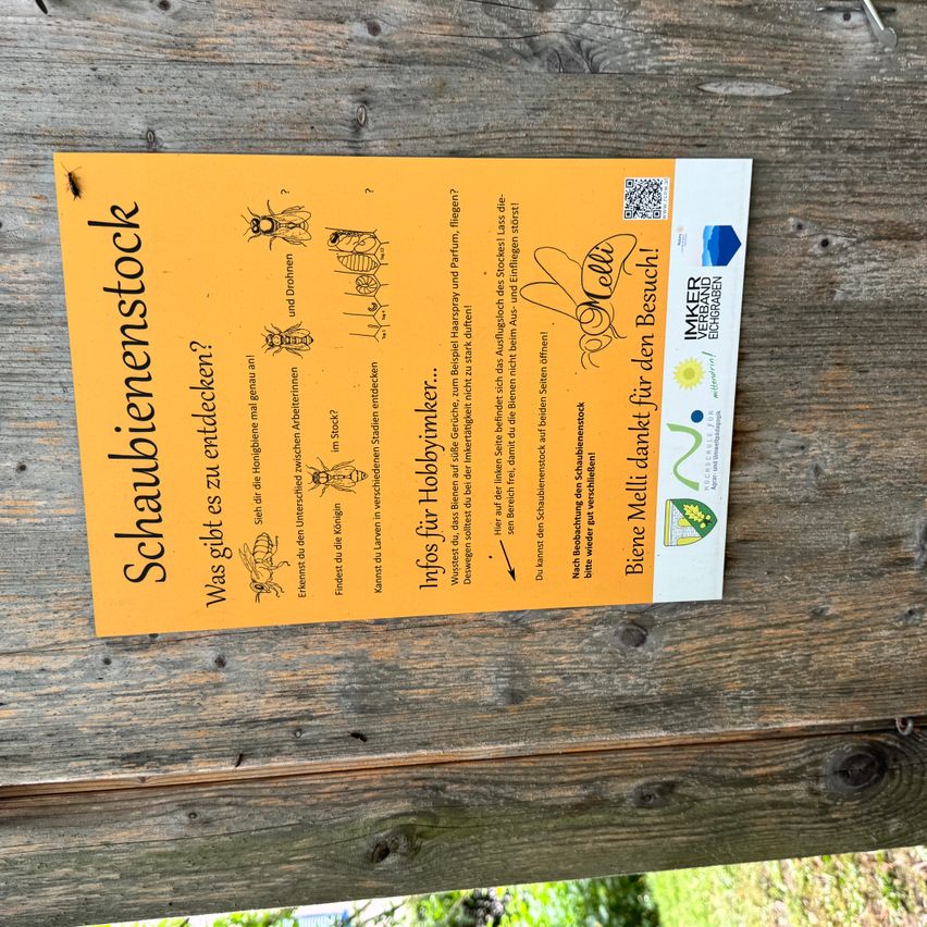 Ein gelber Plakat auf einer Holzoberfläche zeigt Informationen über Bienenarten. Es hat Text auf Deutsch und Bilder verschiedener Entwicklungsstadien von Bienen. Das Plakat scheint aufklärend zu sein und Bewusstsein für Bienen zu fördern.