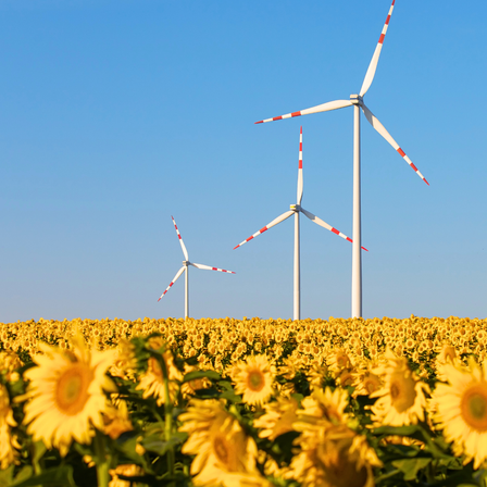 Zwei Windturbinen stehen hoch in einem Feld von Sonnenblumen unter einem klaren blauen Himmel. Die Sonnenblumen sind leuchtend gelb mit grünen Blättern. Die Turbinen haben weiße Rotorblätter und rote und weiße Streifen.