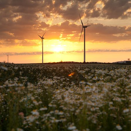 Sonnenuntergang über einem Feld mit Windturbinen im Hintergrund. Der Himmel ist orange und die Blumen sind weiß.