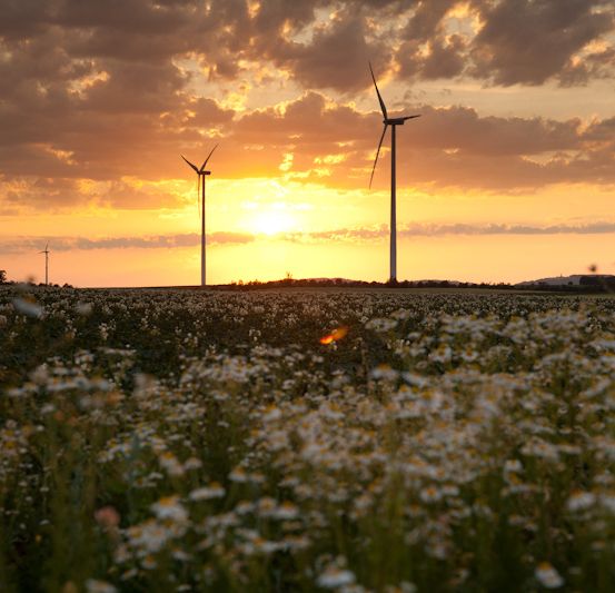 Sonnenuntergang über einem Feld mit Windturbinen im Hintergrund. Der Himmel ist orange und die Blumen sind weiß.