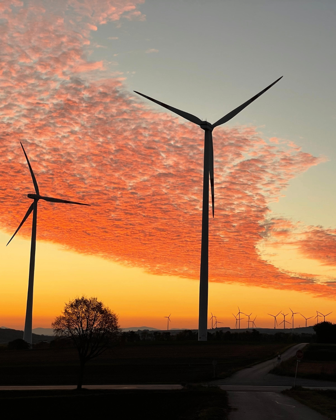 Windturbinen werden von einem Sonnenuntergang mit leuchtenden rosa und gelben Farbtönen am Himmel abgegrenzt. Ein einzelner Baum steht im Vordergrund.