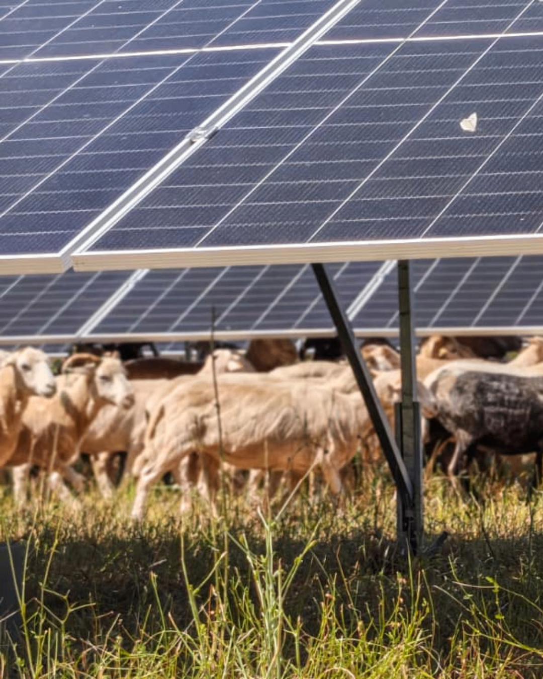 A herd of sheep is grazing in a field with solar panels installed above them. The solar panels are reflecting light, and the sheep are of various colors.