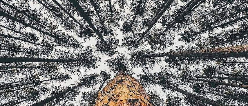 Bild enthält, Plant, Tree, Land, Nature, Outdoors, Vegetation, Woodland, Redwood, Aerial View