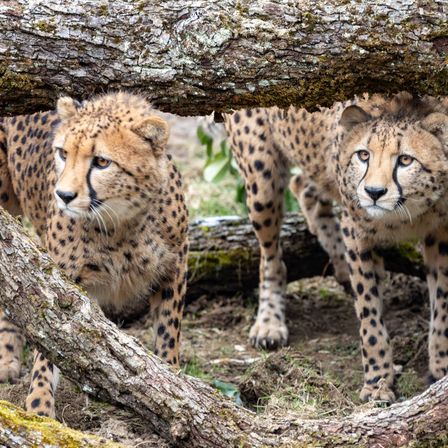 Bild enthält, Animal, Cheetah, Mammal, Wildlife, Panther