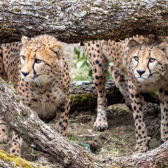 Bild enthält, Animal, Cheetah, Mammal, Wildlife, Panther