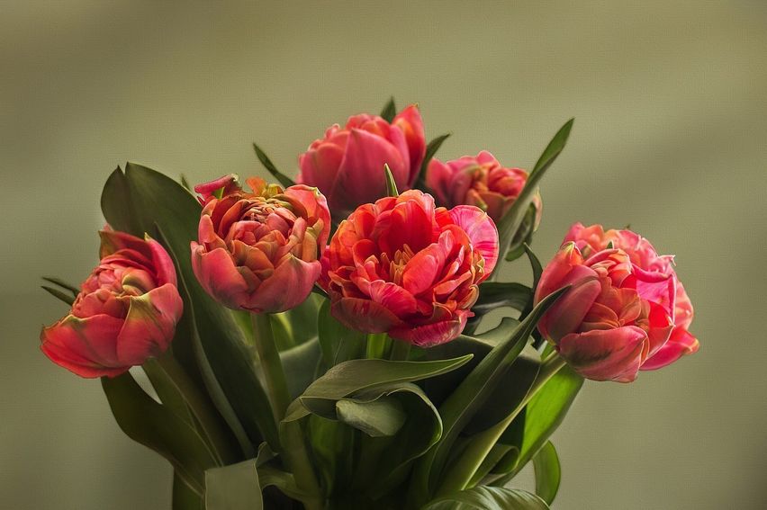 Bild enthält, Flower, Flower Arrangement, Flower Bouquet, Rose, Petal, Geranium
