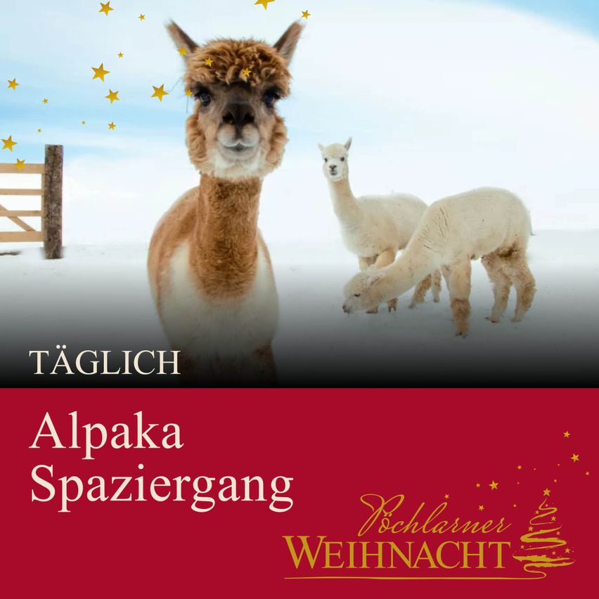 Bild enthält, Animal, Llama, Mammal, Kangaroo