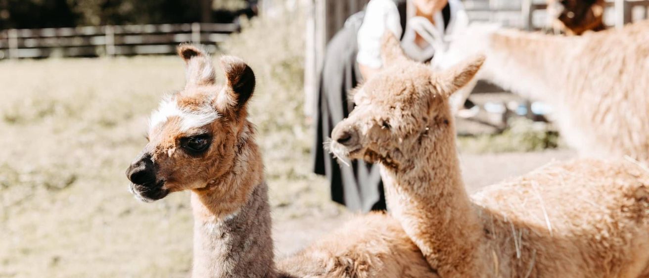 v1_migrated_image_1411463