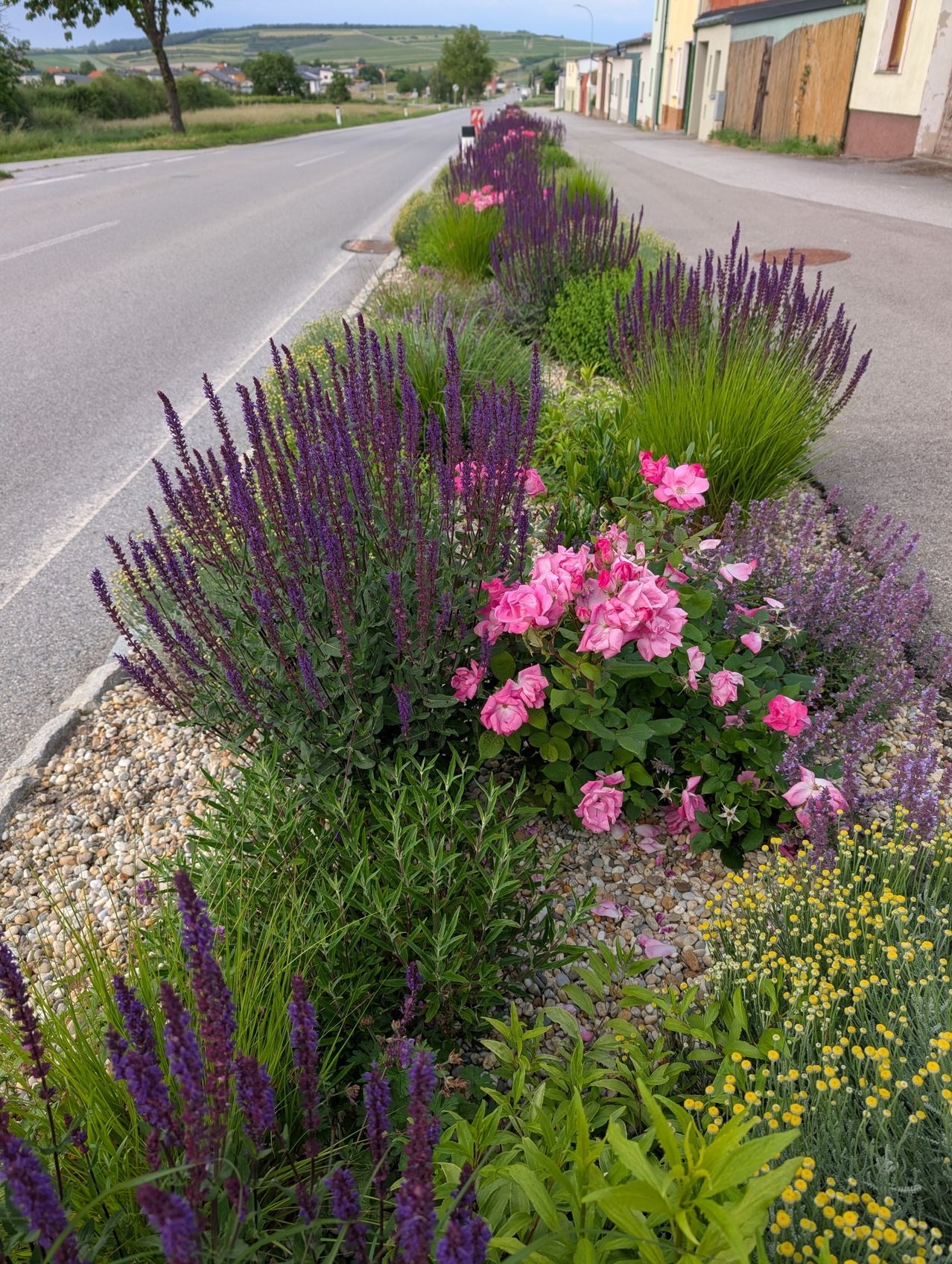 Ein Straßenrandgarten mit verschiedenen Blumen und Pflanzen, einschließlich rosa Rosen, lila Lavendel und gelben Gänseblümchen, umgeben von Kies.
