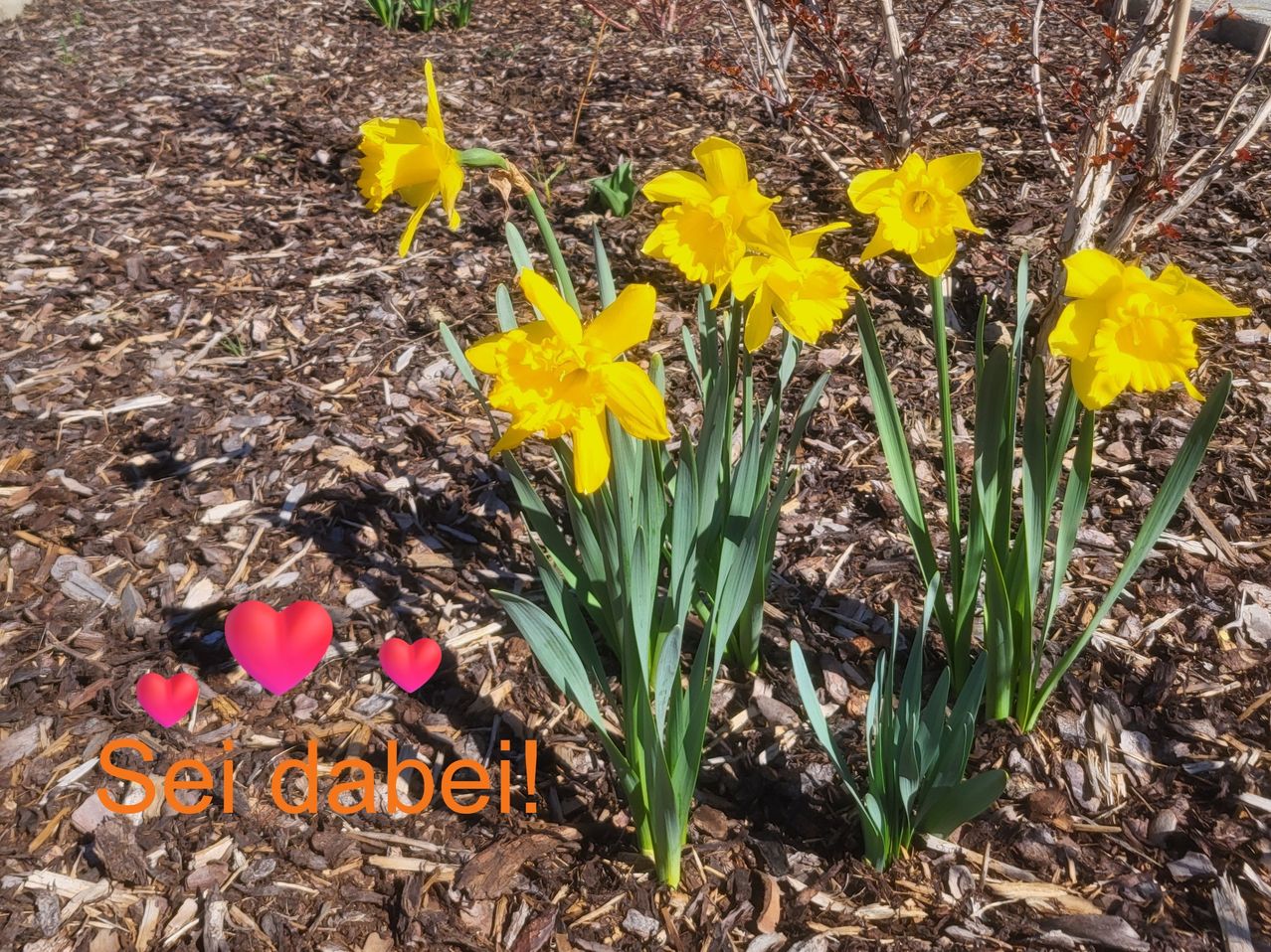 Several yellow daffodils bloom in a garden with mulch, one with a big pink heart emoji, and the text 'ei dabei!' below.