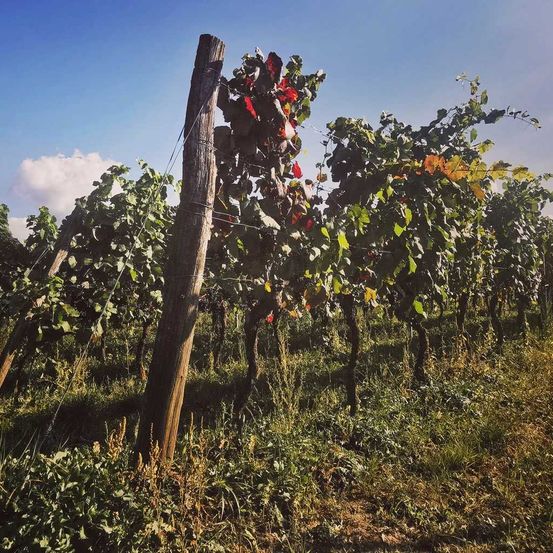 Bild enthält, Nature, Outdoors, Countryside, Rural, Farm, Vineyard, Alcohol, Beverage, Wine Tour