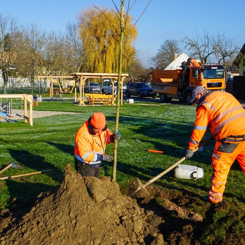 Zwei Arbeiter in orangefarbenen Uniformen pflanzen einen Baum in einem Park. In der Nähe gibt es eine Holzbank, einen Spielplatz und einen Kipplaster. Der Park hat Gras und mehrere Bäume.