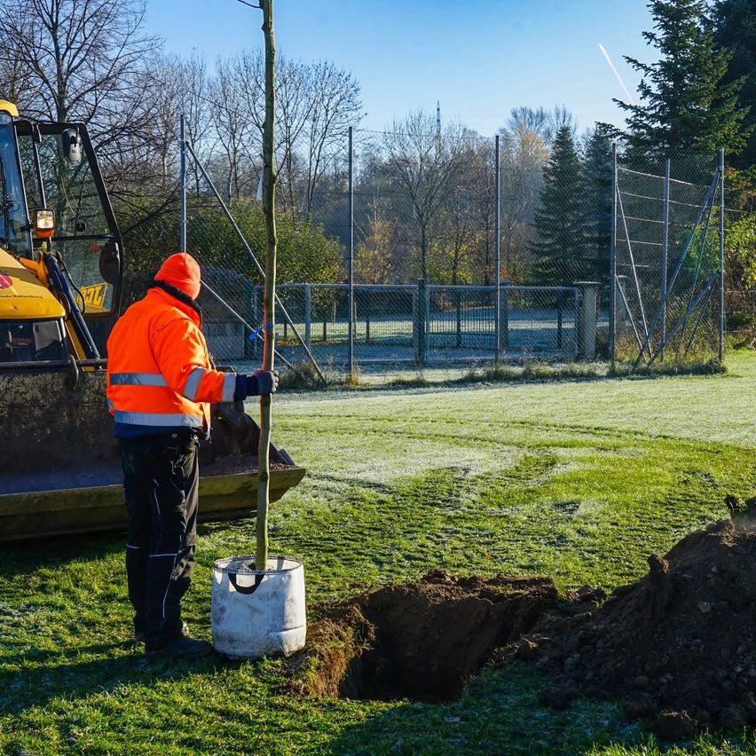 Ein Mann in einer Warnweste und oranger Mütze pflanzt einen Baum. Ein Bagger steht in der Nähe, mit einem Eimer Erde neben dem Loch.