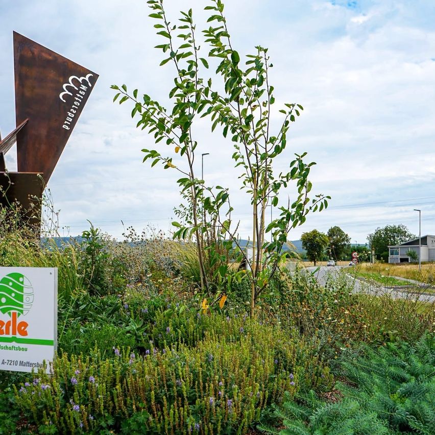 Ein Schild für 'erle' steht in einem Feld mit einem jungen Baum und einer Metallskulptur im Hintergrund. Der Himmel ist teilweise bewölkt.