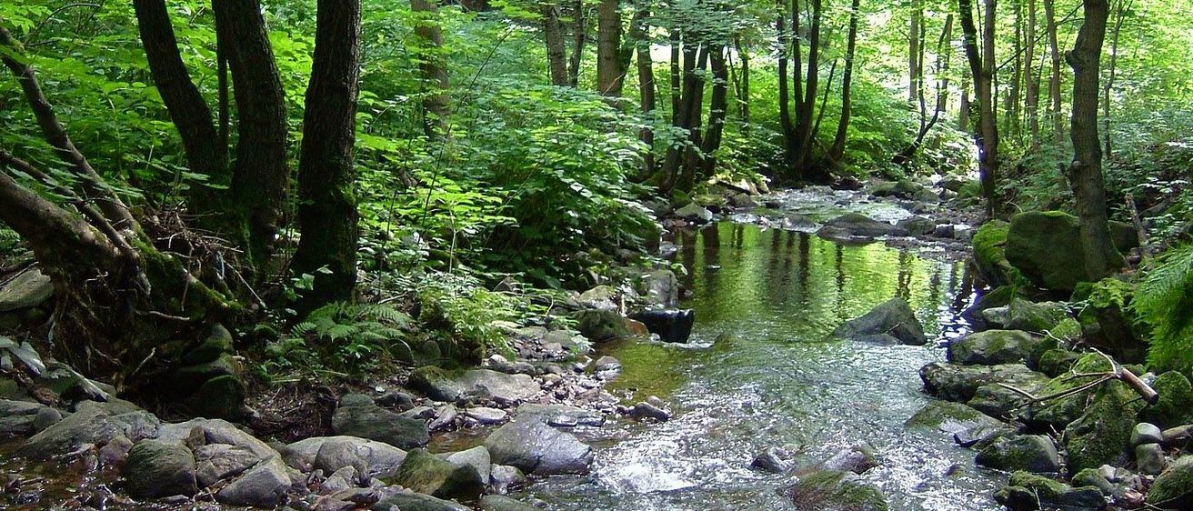 Ein ruhiger Waldbach mit klarem Wasser, das über Felsen fließt und von üppigem grünem Bewuchs umgeben ist.