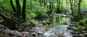 Ein ruhiger Waldbach mit klarem Wasser, das über Felsen fließt und von üppigem grünem Bewuchs umgeben ist.