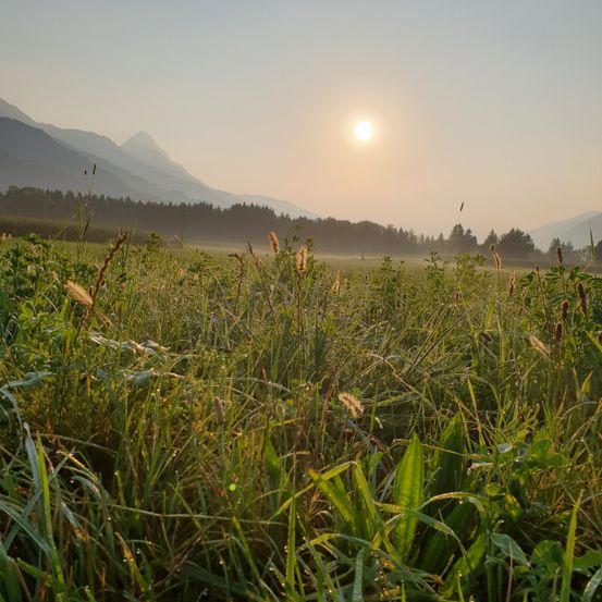 Ein friedliches Feld mit hohem Gras unter klarem Himmel, eine Sonne, die hinter vernebelten Bergen aufgeht.