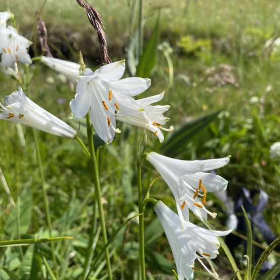 Eine Nahaufnahme mehrerer weißer Lilien mit orangefarbenen Staubblättern in einem Grasfeld, die ihre zarten Blütenblätter und lebendigen Farben zeigen.